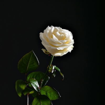 white rose on black background